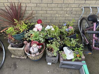 LOT OF PLANTS / PLANTERS