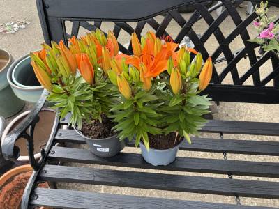 PAIR OF LILIES PLANTS