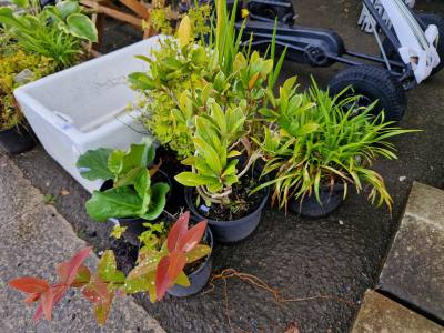 LOT OF MIXED SHRUBS