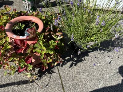 2 PLANTERS