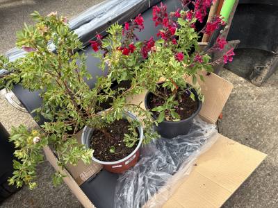 PAIR OF POTTED PLANTS