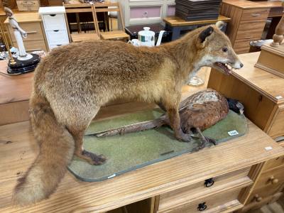 STUFFED FOX + PHEASANT