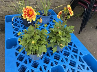 PAIR OF DAHLIA PLANTS