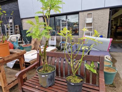 MAHONIA TREE + ACHUA TREE