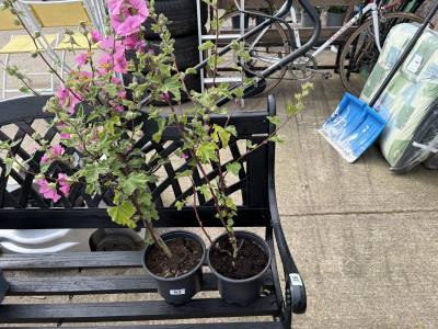 PAIR OF LAVATERA PLANTS