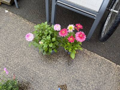 PAIR OF DAHLIA PLANTS