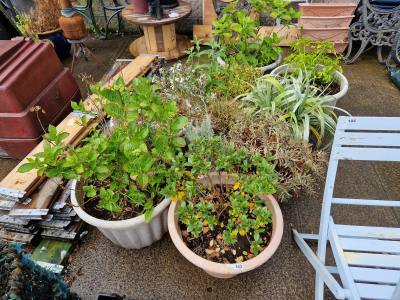 LOT OF LARGE GARDEN PLANTS IN POTS