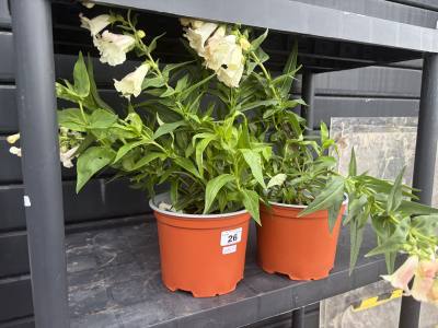 2 X POTTED PLANTS