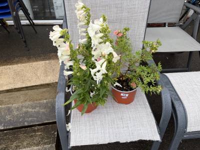 PAIR OF PENSTEMON PLANT + OTHER