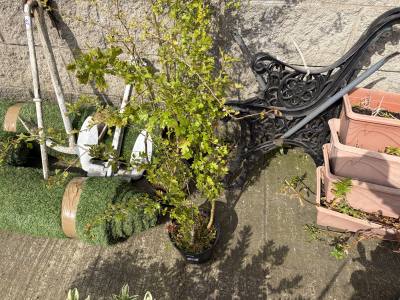 9 X HAWTHORN TREES