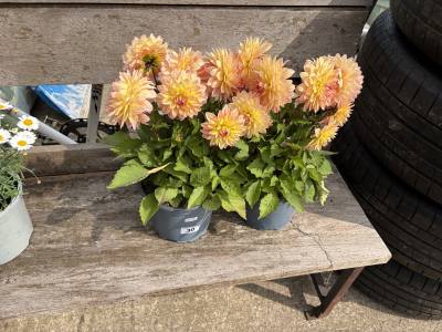 PAIR OF DAHLIA PLANTS