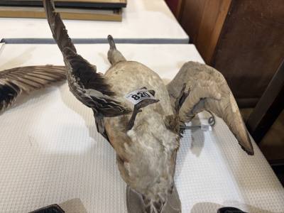 STUFFED POACHARD