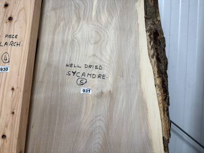 DRIED SYCAMORE (145CM)