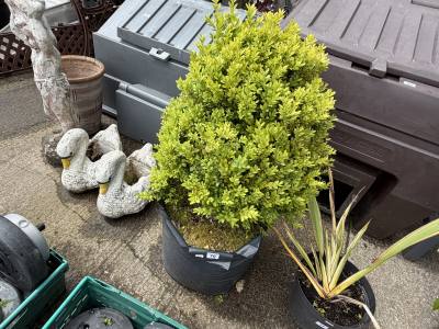 CLIP BOX TREE
