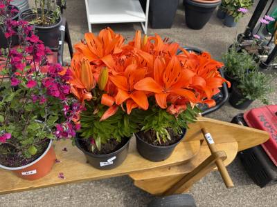 PAIR OF POTTED PLANTS