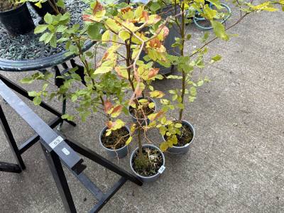 4 X BEECH HEDGING