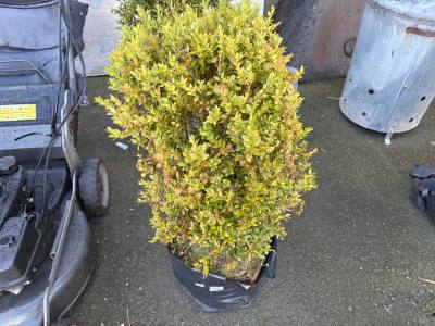 CLIP BOX TREE