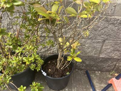SKIMMIA TREE
