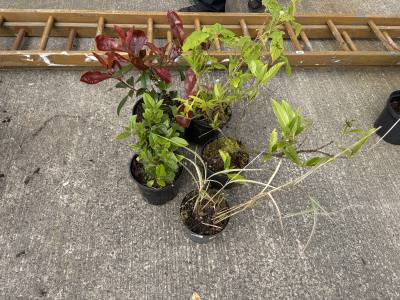 5 X MIXED SHRUBS