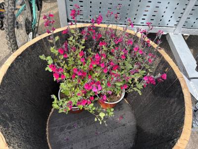 PAIR OF POTTED PLANTS