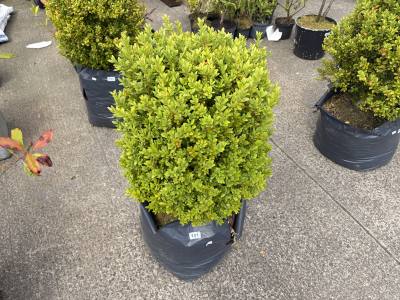 LARGE BOX TREE