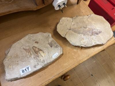 2 X FISH FOSSILS