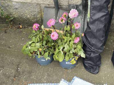 PAIR OF POTTED PLANTS