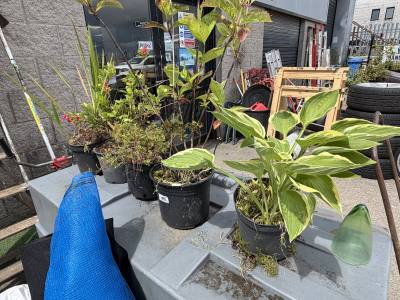5 X MIXED SHRUBS