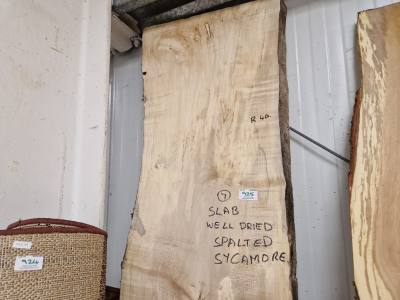 SPALTED SYCAMORE (WD) 180CM
