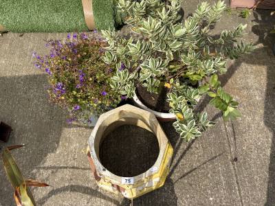 3 X PLANTERS