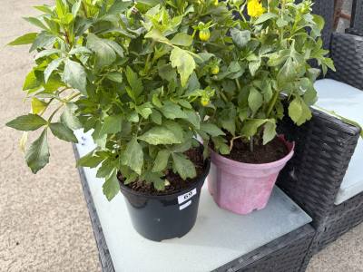 PAIR OF POTTED PLANTS