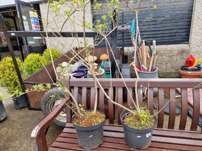 2 X ESCALLONIA TREES