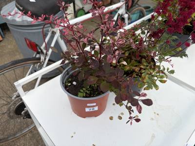 PAIR OF POTTED PLANTS