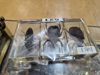 3 RESIN ENCASED INSECTS