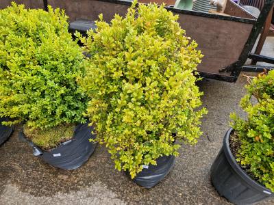 CLIP BOX TREE