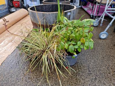 LOT OF MIXED SHRUBS