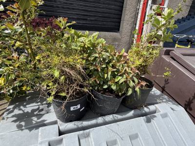 5 X MIXED SHRUBS