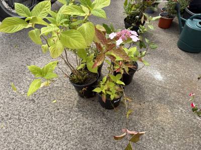 4 MIXED SHRUBS
