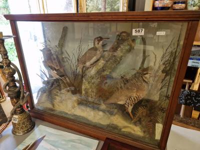TAXIDERMY CASED BIRD SCENE