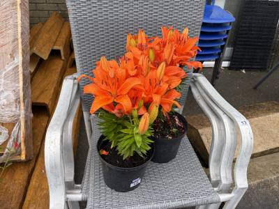 PAIR OF ORANGE LILIES