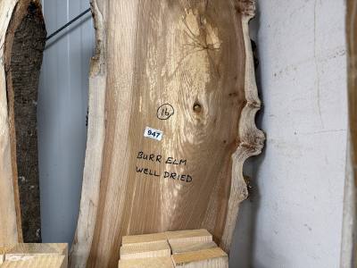 BUR ELM (185CM)