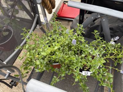 PAIR OF POTTED PLANTS