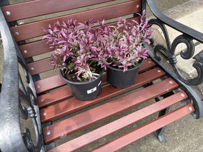 PAIR OF HEBE PLANTS