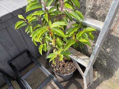 PORTUGUESE LAUREL