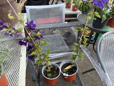 PAIR OF POTTED PLANTS