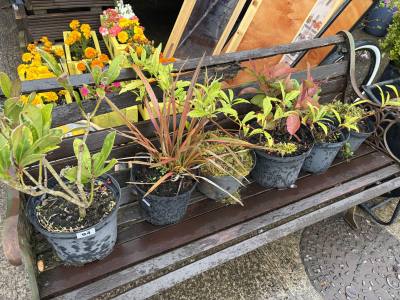 6 X MIXED SHRUBS