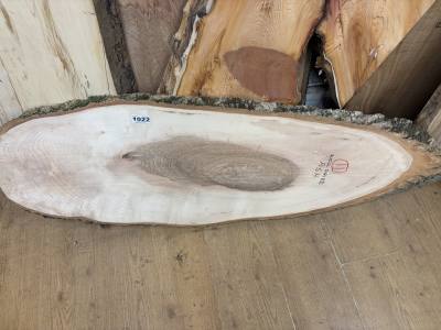 DRIED ASH (130CM)