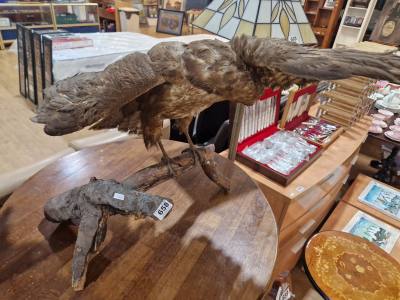 BUZZARD TAXIDERMY