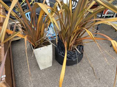 2 X CORALINE GARDEN PLANTS