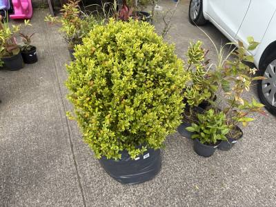 LARGE BOX TREE